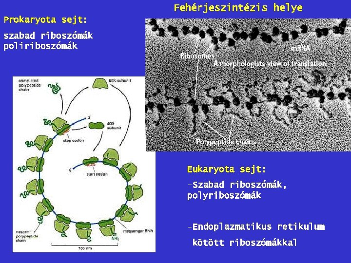 Fehérjeszintézis helye Prokaryota sejt: szabad riboszómák poliriboszómák Eukaryota sejt: -Szabad riboszómák, polyriboszómák -Endoplazmatikus retikulum