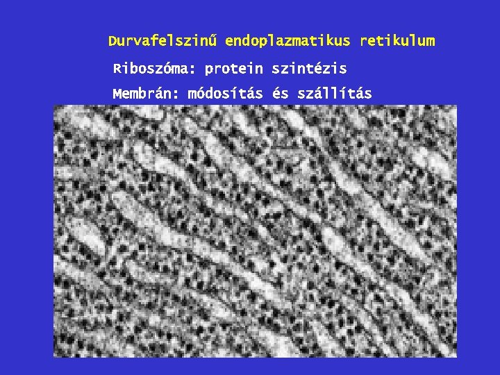 Durvafelszinű endoplazmatikus retikulum Riboszóma: protein szintézis Membrán: módosítás és szállítás 