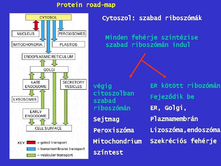 Protein road-map Cytoszol: szabad riboszómák Minden fehérje szintézise szabad riboszómán indul végig citoszolban szabad