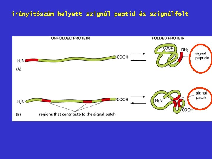irányítószám helyett szignál peptid és szignálfolt 