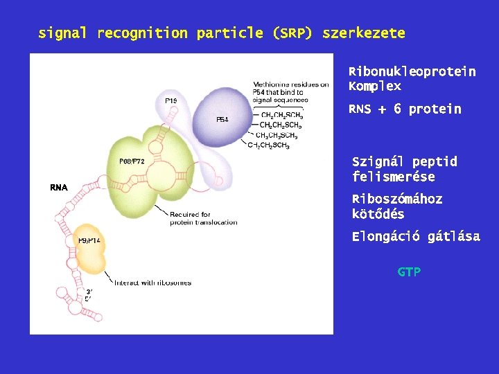signal recognition particle (SRP) szerkezete Ribonukleoprotein Komplex RNS + 6 protein RNA Szignál peptid
