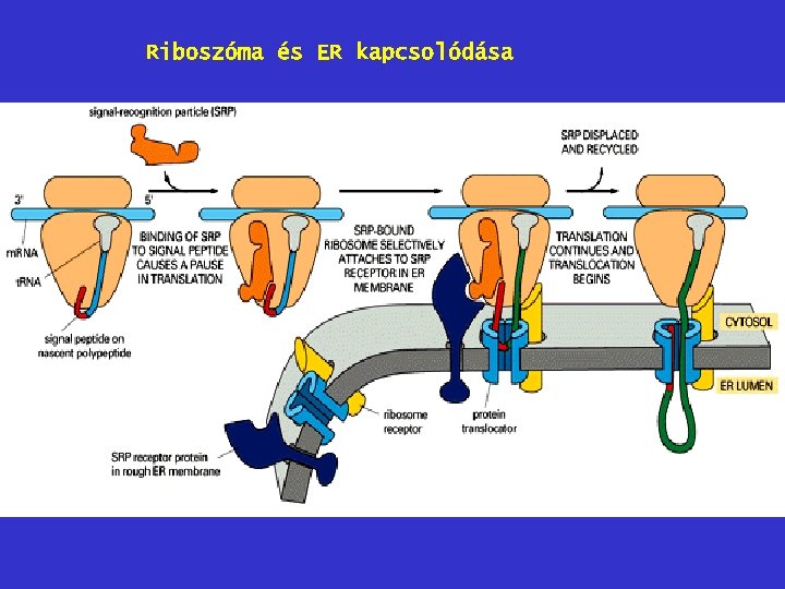 Riboszóma és ER kapcsolódása 