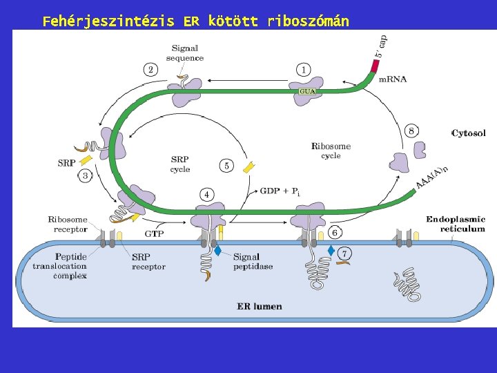 Fehérjeszintézis ER kötött riboszómán 