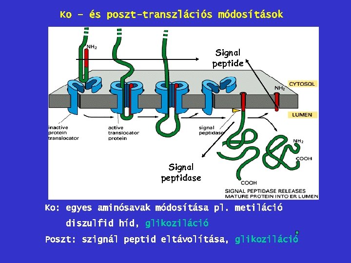 Ko – és poszt-transzlációs módosítások Signal peptide Signal peptidase Ko: egyes aminósavak módosítása pl.