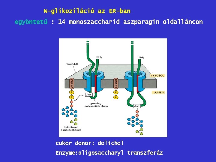 N-glikoziláció az ER-ban egyöntetű : 14 monoszaccharid aszparagin oldalláncon cukor donor: dolichol Enzyme: oligosaccharyl