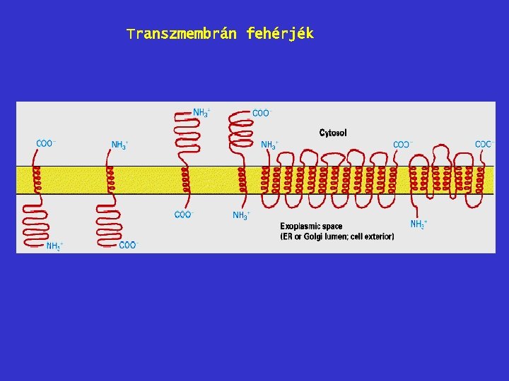 Transzmembrán fehérjék 