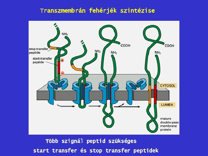 Transzmembrán fehérjék szintézise Több szignál peptid szükséges start transfer és stop transfer peptidek 