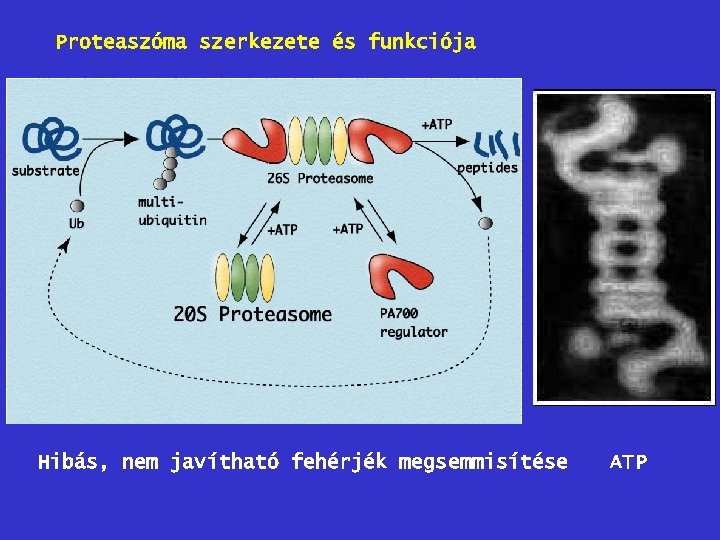 Proteaszóma szerkezete és funkciója Hibás, nem javítható fehérjék megsemmisítése ATP 