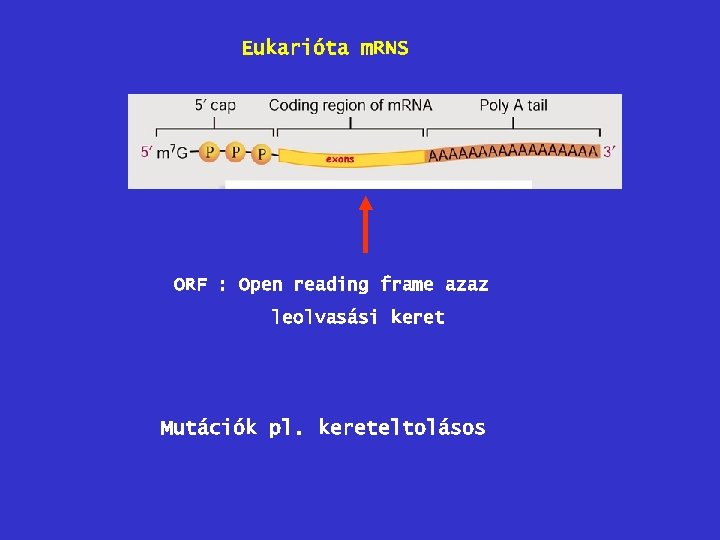Eukarióta m. RNS ORF : Open reading frame azaz leolvasási keret Mutációk pl. kereteltolásos