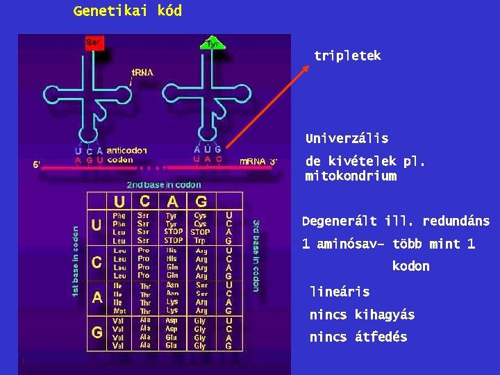 Genetikai kód tripletek Univerzális de kivételek pl. mitokondrium Degenerált ill. redundáns 1 aminósav– több