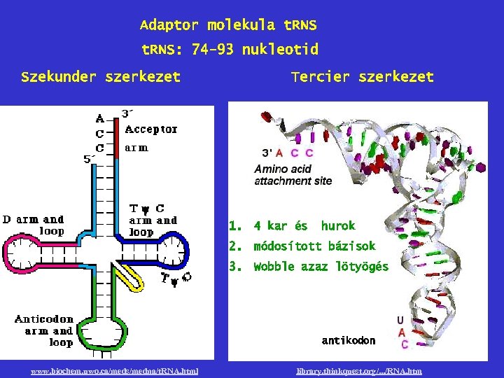 Adaptor molekula t. RNS: 74 -93 nukleotid Szekunder szerkezet Tercier szerkezet 1. 4 kar