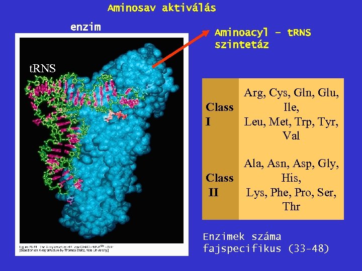 Aminosav aktiválás enzim Aminoacyl – t. RNS szintetáz t. RNS Arg, Cys, Gln, Glu,