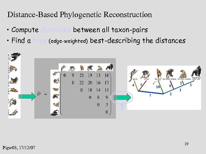 Distance-Based Phylogenetic Reconstruction • Compute distances between all taxon-pairs • Find a tree (edge-weighted)
