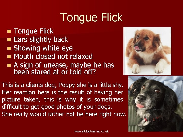 Tongue Flick n n n Tongue Flick Ears slightly back Showing white eye Mouth