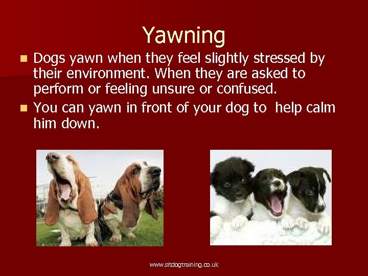 Yawning Dogs yawn when they feel slightly stressed by their environment. When they are