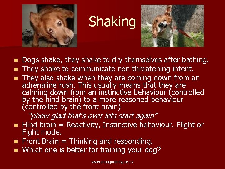 Shaking n n n Dogs shake, they shake to dry themselves after bathing. They