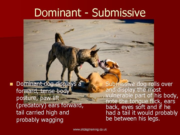 Dominant - Submissive n Dominant dog displays a forward, tense body posture, paw lift