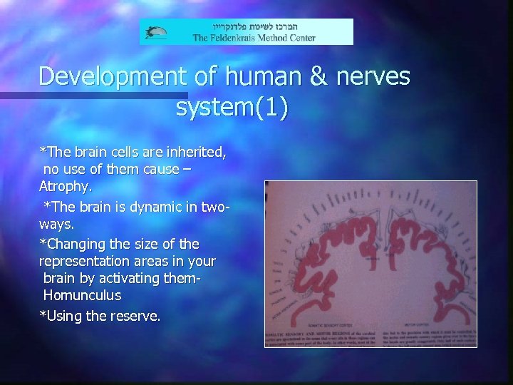 Development of human & nerves system(1) *The brain cells are inherited, no use of