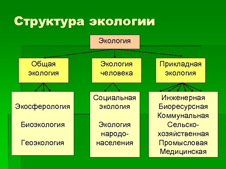 Структура экологии Экология Общая экология Экология человека Экосферология Социальная экология Биоэкология Геоэкология Экология народонаселения
