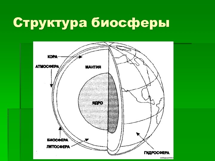Структура биосферы 