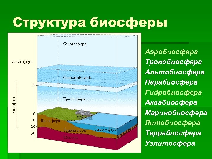 Структура биосферы Аэробиосфера Тропобиосфера Альтобиосфера Парабиосфера Гидробиосфера Аквабиосфера Маринобиосфера Литобиосфера Террабиосфера Узлитосфера 