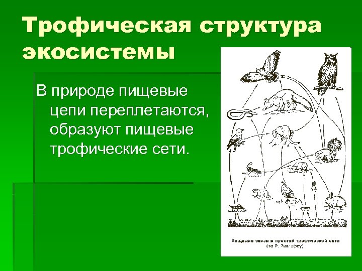 Из чего складывается трофическая структура сообщества. Широколиственный лес трофическая структура. Структура трофической цепи. Трофическая структура экосистемы. Трофическая структура биогеоценоза это.