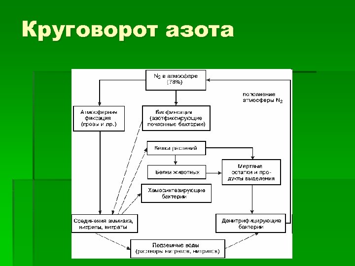 Составьте схему круговорота азота и стрелками разного цвета покажите