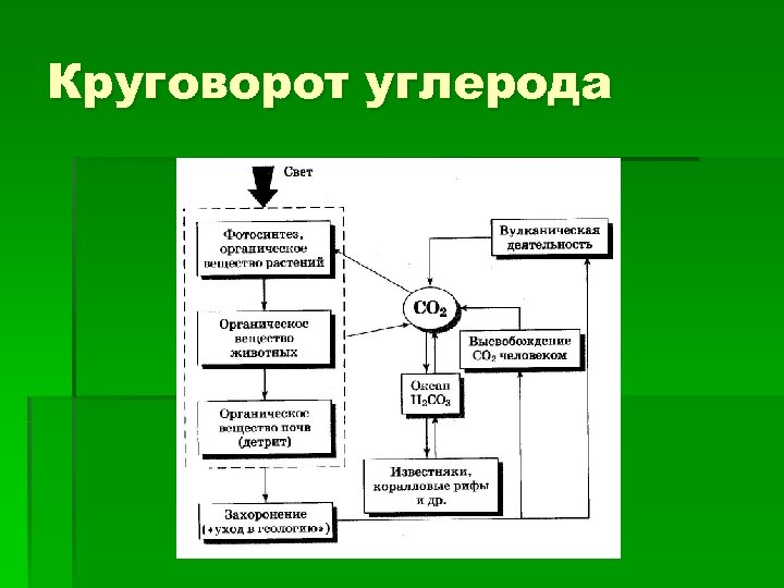 Круговорот углерода 