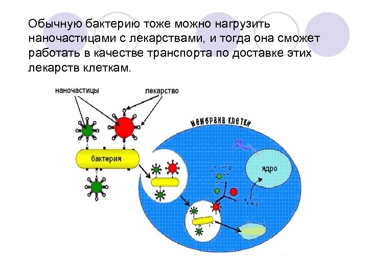 Обычную бактерию тоже можно нагрузить наночастицами с лекарствами, и тогда она сможет работать в