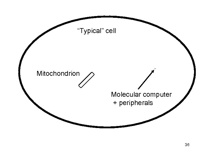 “Typical” cell Mitochondrion Molecular computer + peripherals 36 