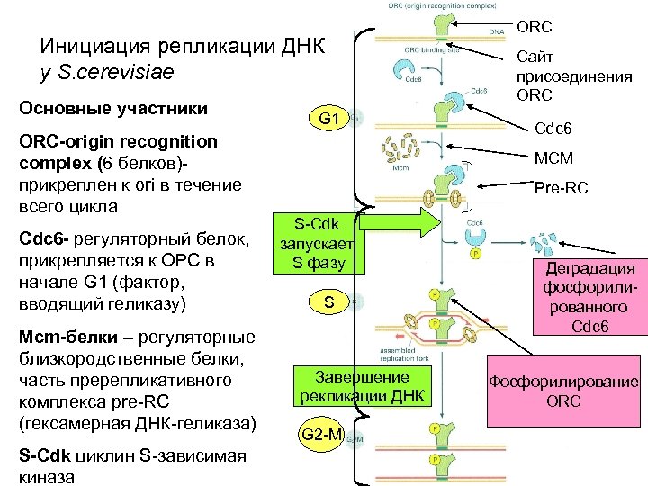 Инициация репликации ДНК у S. cerevisiae Основные участники ОRС-origin recognition complex (6 белков)прикреплен к