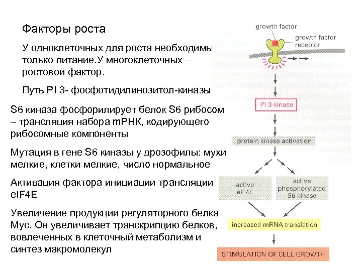 4 фактора роста. Факторы роста клеток. Факторы стимулирующие клеточный рост. Факторы роста прокариот. Киназа фосфорилирует.