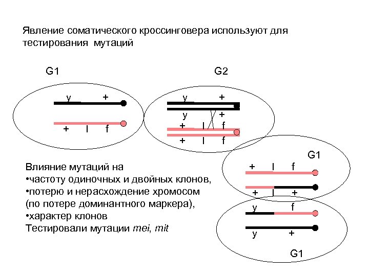 Явление соматического кроссинговера используют для тестирования мутаций G 1 G 2 y + +