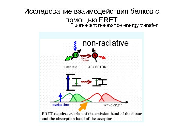 Исследование взаимодействия белков с помощью FRET Fluorescent resonance energy transfer 