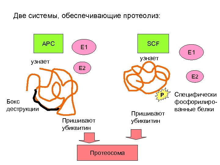 Две системы, обеспечивающие протеолиз: APC узнает SCF E 1 узнает E 2 P Бокс