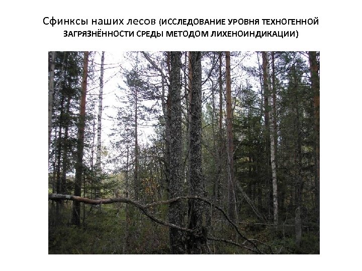 Сфинксы наших лесов (ИССЛЕДОВАНИЕ УРОВНЯ ТЕХНОГЕННОЙ ЗАГРЯЗНЁННОСТИ СРЕДЫ МЕТОДОМ ЛИХЕНОИНДИКАЦИИ) 