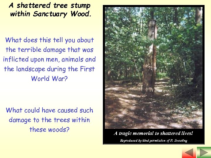 A shattered tree stump within Sanctuary Wood. What does this tell you about the