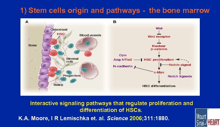 1) Stem cells origin and pathways - the bone marrow Interactive signaling pathways that
