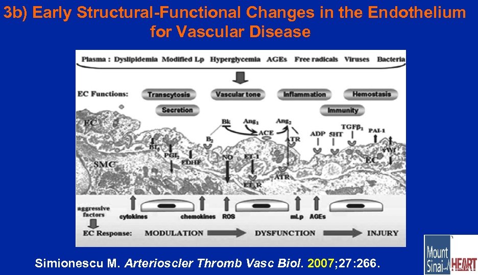 3 b) Early Structural-Functional Changes in the Endothelium for Vascular Disease Simionescu M. Arterioscler