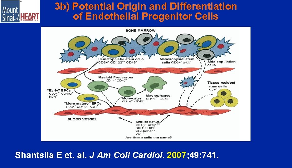 3 b) Potential Origin and Differentiation of Endothelial Progenitor Cells Shantsila E et. al.