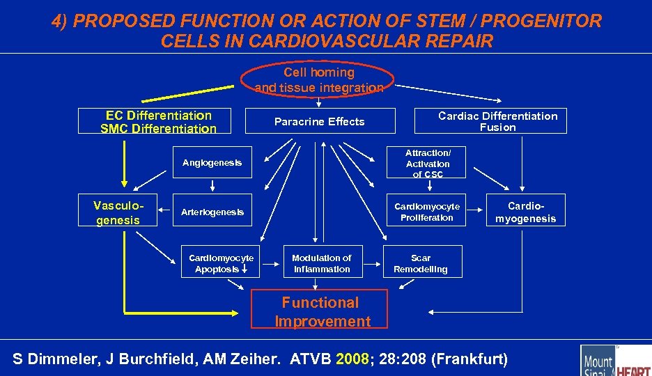 4) PROPOSED FUNCTION OR ACTION OF STEM / PROGENITOR CELLS IN CARDIOVASCULAR REPAIR Cell