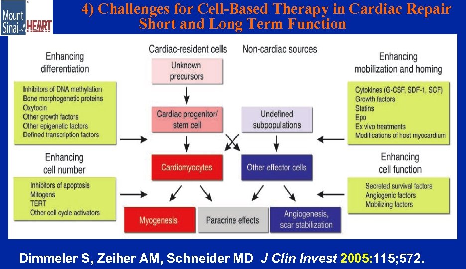 4) Challenges for Cell-Based Therapy in Cardiac Repair Short and Long Term Function Dimmeler