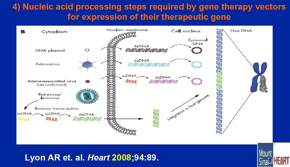 4) Nucleic acid processing steps required by gene therapy vectors for expression of their