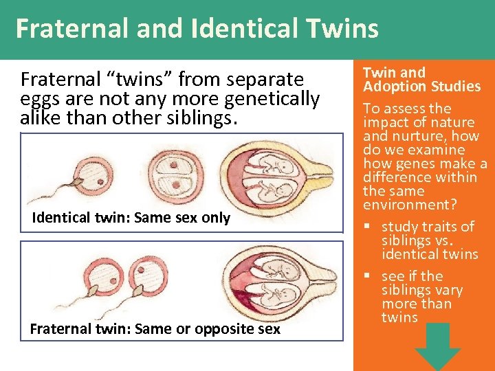 Fraternal and Identical Twins Fraternal “twins” from separate eggs are not any more genetically