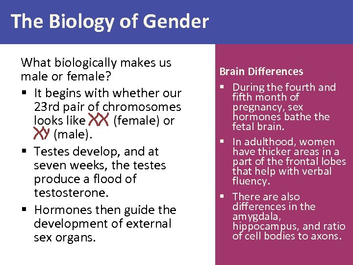 The Biology of Gender What biologically makes us male or female? § It begins
