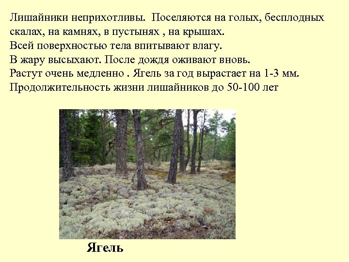 Лишайники неприхотливы. Поселяются на голых, бесплодных скалах, на камнях, в пустынях , на крышах.