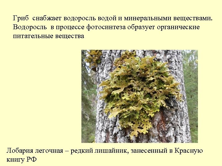 Гриб снабжает водоросль водой и минеральными веществами. Водоросль в процессе фотосинтеза образует органические питательные