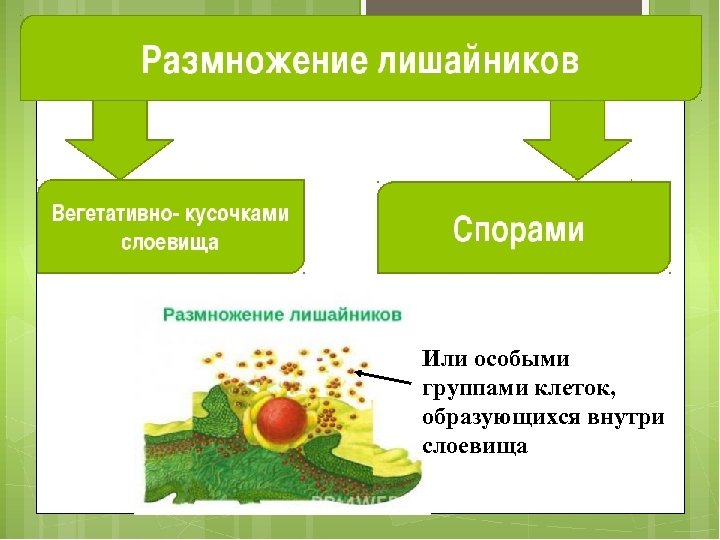 Или особыми группами клеток, образующихся внутри слоевища 