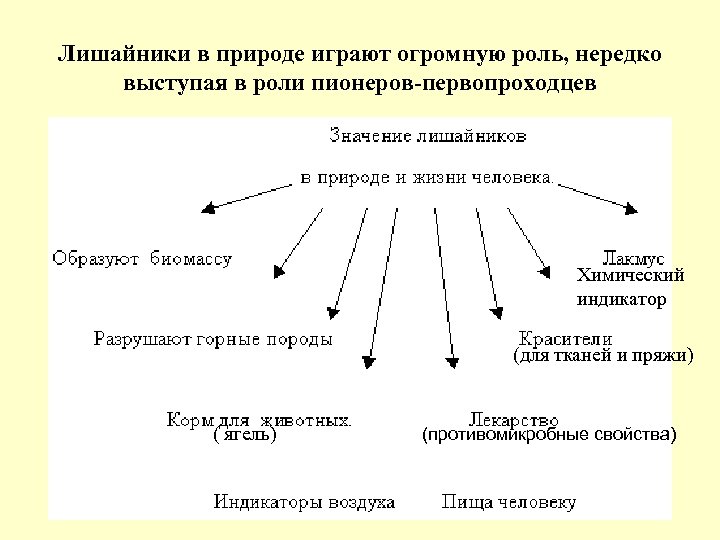 Значение лишайников в природе и жизни человека презентация