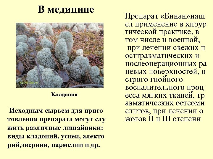 В медицине Кладония Исходным сырьем для приго товления препарата могут слу жить различные лишайники: